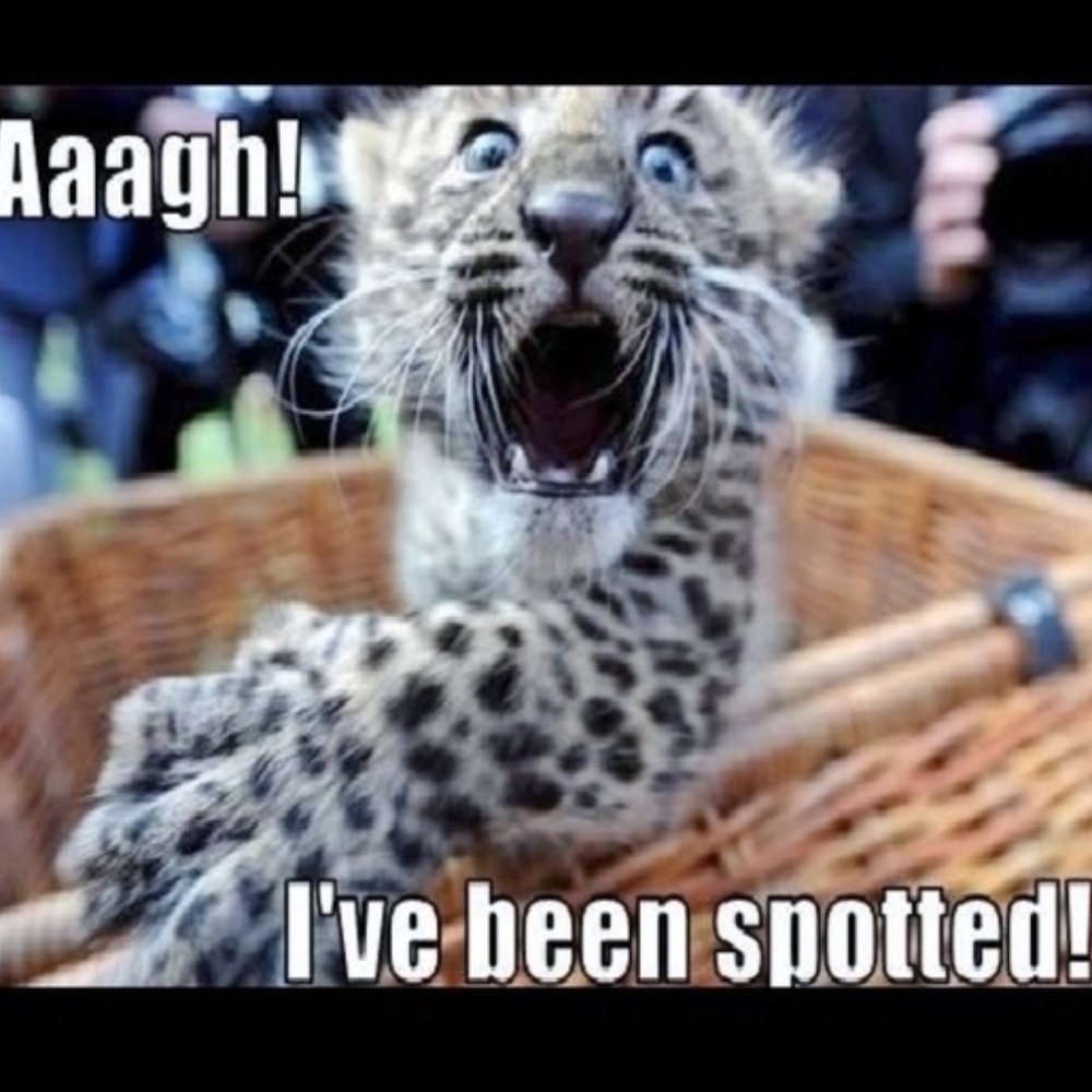 nfs leopard